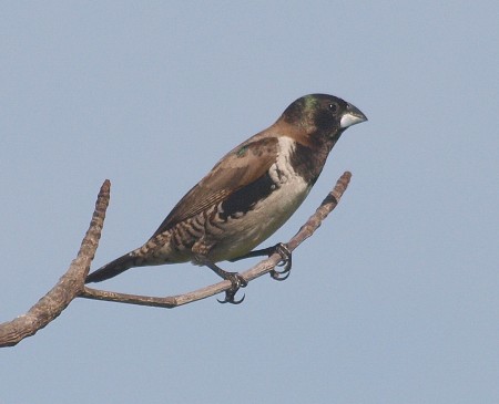 Bronze Winged Mannikin Kotu Gambia